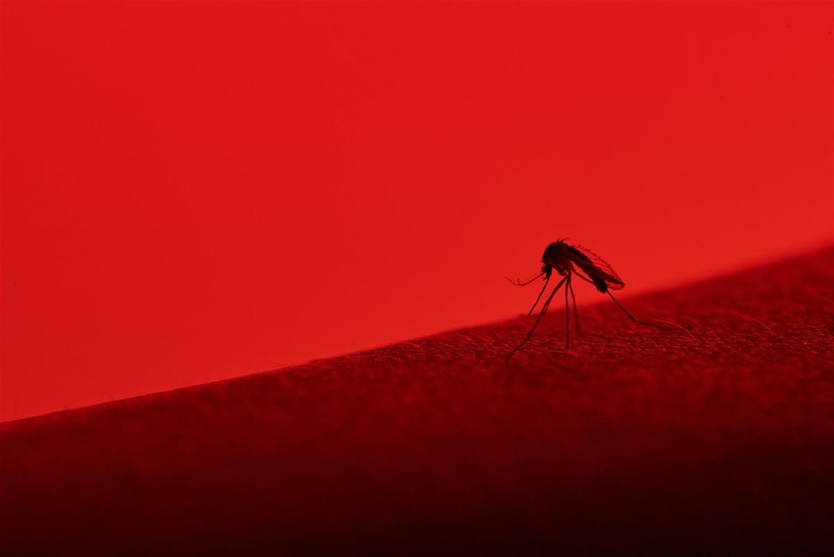 Surto de dengue se torna epidemia em meio um sistema que preconiza o lucro sobre a saúde